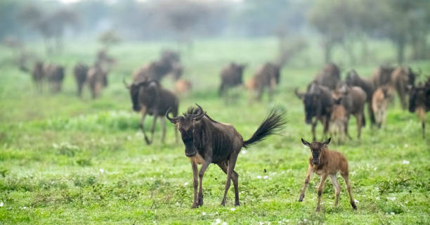 istock Wildebeest Herd on the African Savannah 1391461336