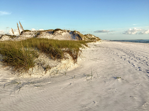 Sand Dunes and vegetation in St. Andrews State Park, Panama City Beach, Florida, USA