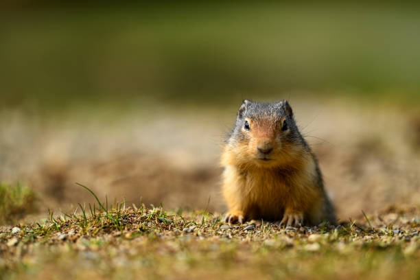 istock At the first ray of spring sunlight, a Columbian ground squirrel (Urocitellus columbianus) in E. C. Manning park, British Columbia 1391462328