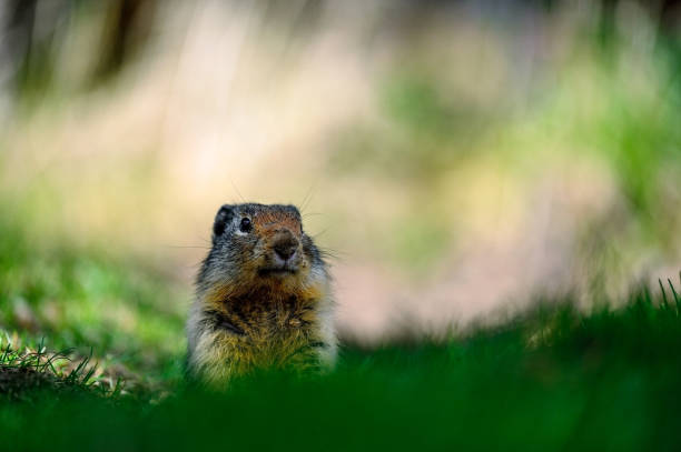 istock At the first ray of spring sunlight, a Columbian ground squirrel (Urocitellus columbianus) in E. C. Manning park, British Columbia 1391462337