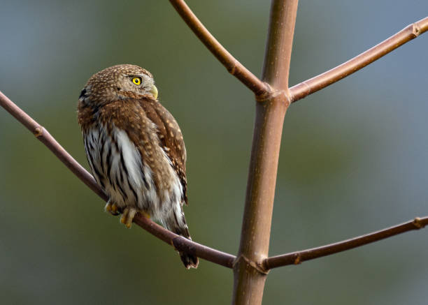 istock Northern pygmy owl (Glaucidium californicum) perching on a branch in British Columbia 1391462356