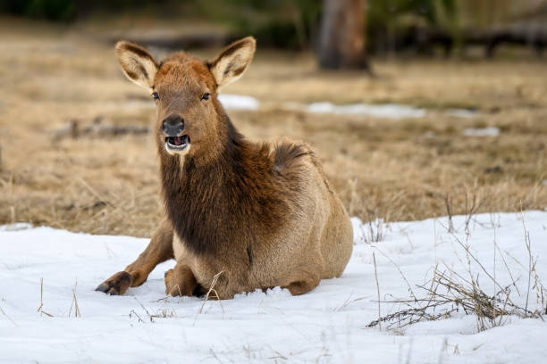 istock Wild Elk or also known as Wapiti (Cervus canadensis) in Jasper National Park, Alberta, Canada 1391462468