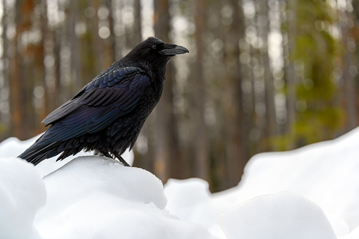 Common Raven (Corvus corax) in the snow in Banff National Park, Alberta, Canada