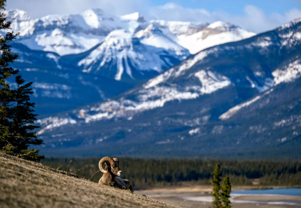 istock Bighorn sheep (Ovis canadensis) in Jasper National Park, Alberta, Canada 1391462493