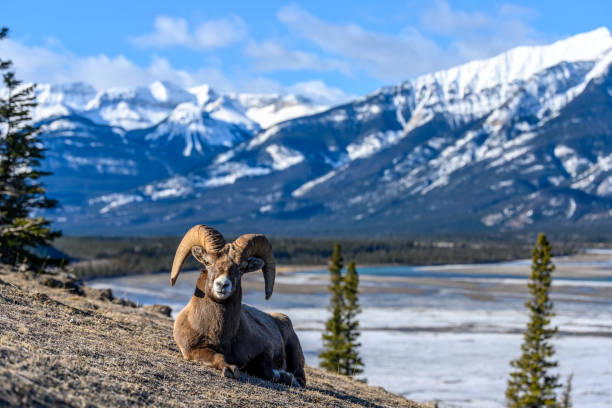 istock Bighorn sheep (Ovis canadensis) in Jasper National Park, Alberta, Canada 1391462496