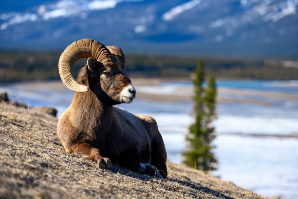 istock Bighorn sheep (Ovis canadensis) in Jasper National Park, Alberta, Canada 1391462497