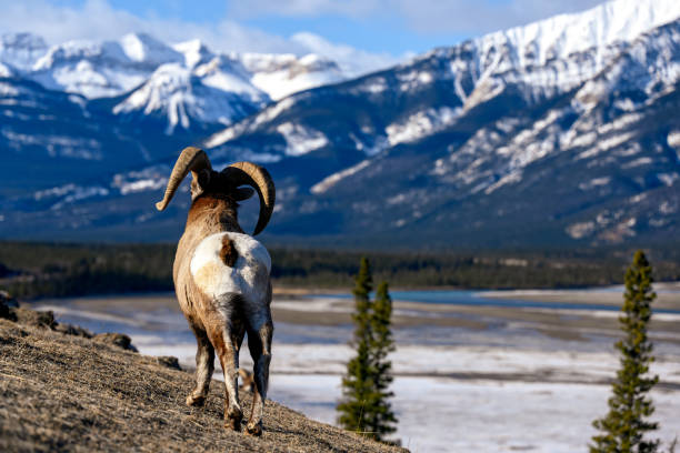 Bighorn sheep (Ovis canadensis) in Jasper National Park, Alberta, Canada
