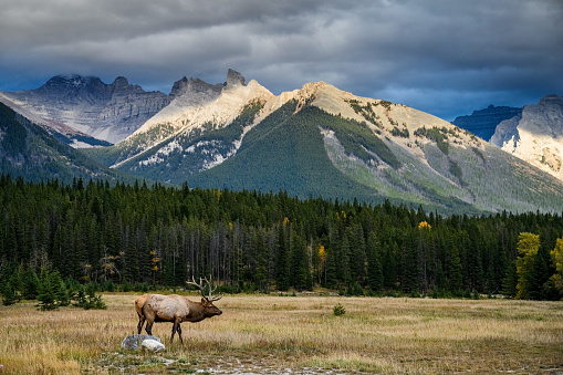 Wild Elk or also known as Wapiti (Cervus canadensis) standig on a glade with mountains the backgrand in Jasper National Park, Alberta, Canada