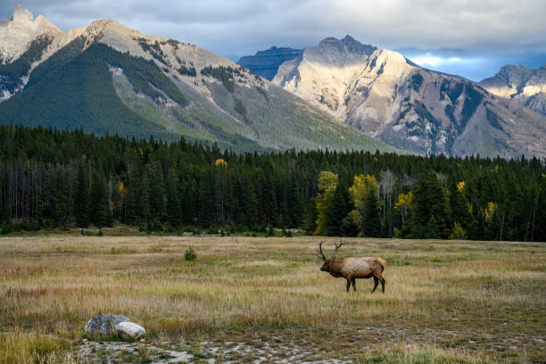 istock Wild Elk or also known as Wapiti (Cervus canadensis) in Jasper National Park, Alberta, Canada 1391462514