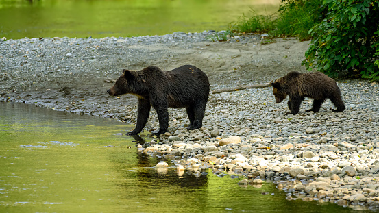 A mama grizzly bear (Ursus arctos horribilis) and her baby grizzly cub at the Atnarko River in search of spawning salmon in central coast of British Columbia, Canada