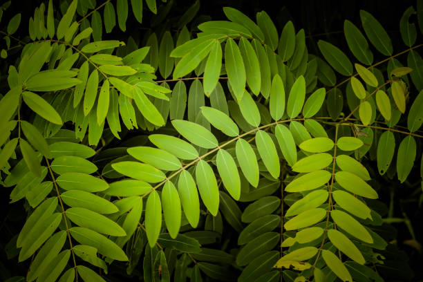 istock beautiful and natural green leaves 1391463780