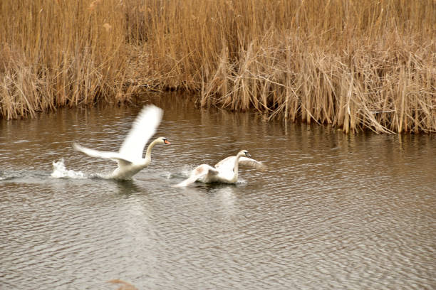 In the picture, two white swans begin to take off from the surface of the lake.