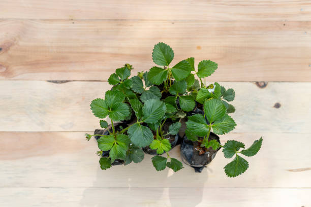 istock Strawberry saplings in a polythene bags 1391464165