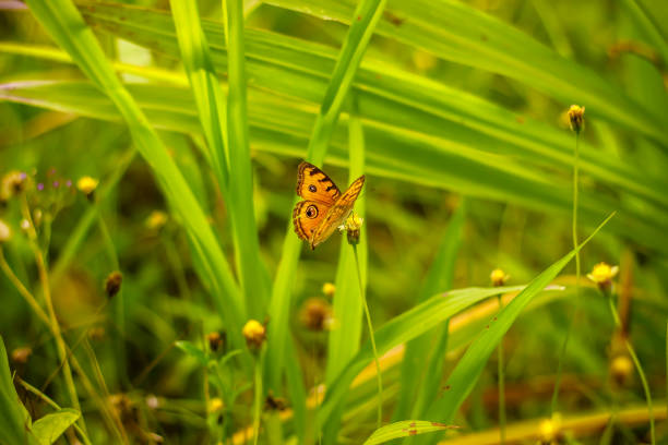 The monarch butterfly or simply monarch is a milkweed butterfly in the family Nymphalidae. Other common names depending on region include milkweed, common tiger, wanderer, and black veined brown.