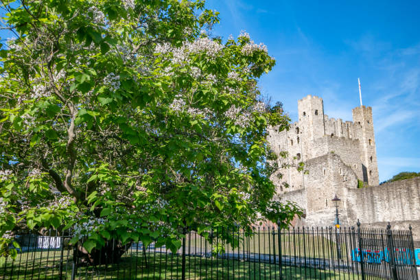 catalpa bignonioides w pobliżu zamku rochester w medway w hrabstwie kent w anglii - catalpa zdjęcia i obrazy z banku zdjęć