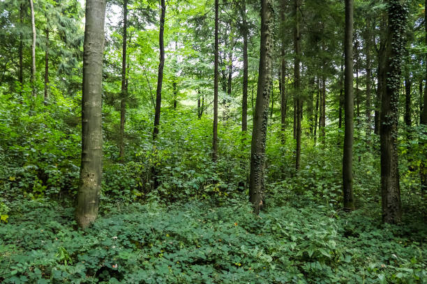 istock Beautiful view into a dense green forest with bright sunlight casting deep shadow 1391465602