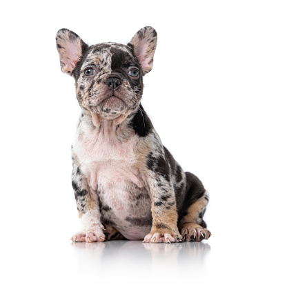Portrait of a cute french bulldog, front view. Isolated on white background.