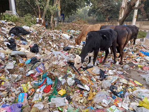 Cows feeding on rubbish at roadside.