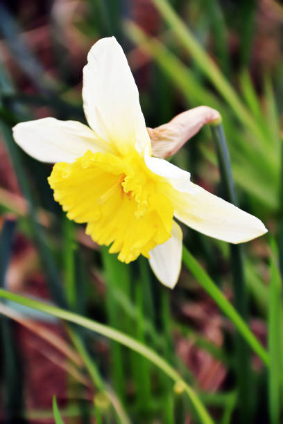 istock A large daffodil on a green meadow 1391466963