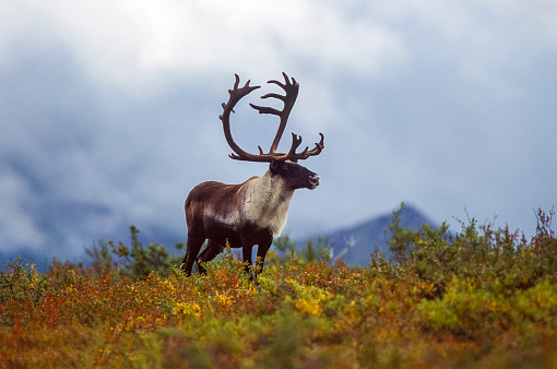 A lone caribou stands on the Alaskan tundra. His large rack of antlers silhouette against the sky. The caribou are symbols of life itself. The caribou also represents vigilance and awareness-which are essential skills for survival.