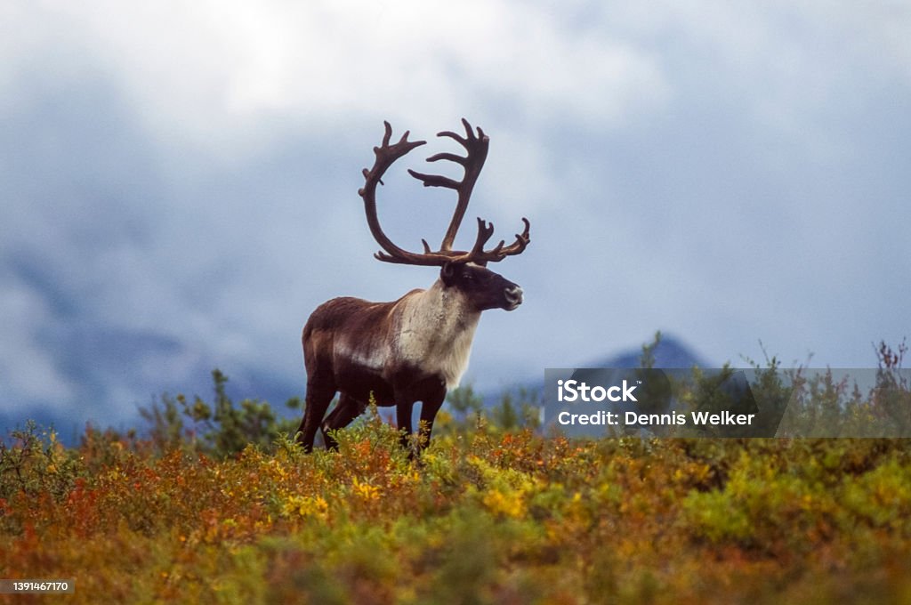 Proud Caribou Stock Photo - Download Image Now - Reindeer, Alaska - US State, Animal Wildlife - iStock Proud Caribou Stock Photo - Download Image Now - Reindeer, Alaska - US State, Animal Wildlife - iStock