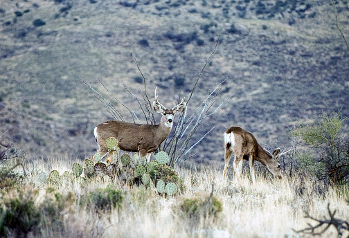 Two mule deer, a buck and doe, are foraging for food in the high desert of Arizona.
