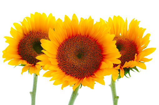 Trio of sunflowers on white background