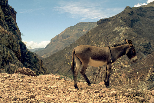Mules on Santorini, waiting for tourists