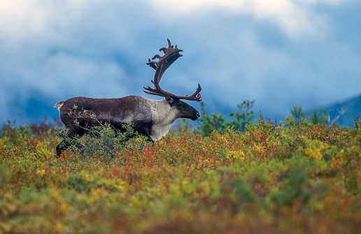 Bull Caribou in the Alaskan autumn tundra alpine range. A fog covered mountain range is in the background.