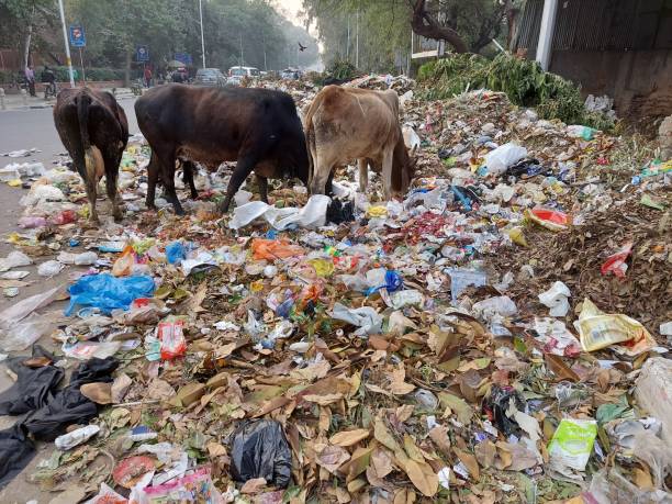 Mammal-Cows  and Rubbish. stock photo