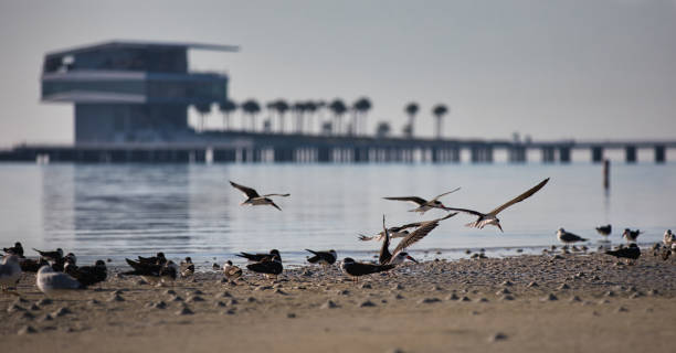 Black skimmers taking flight over calm water with the St. Petersburg Pier in the background.
