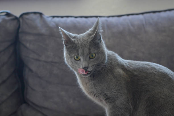 istock Russian blue cat licking its lips with an aggressive look 1391470541