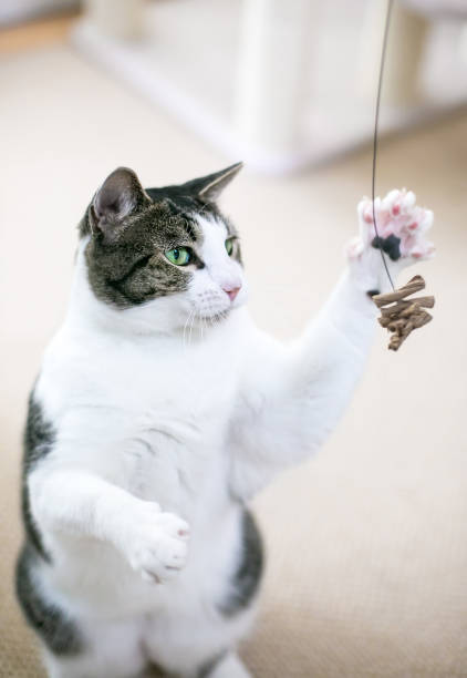 istock A shorthair cat playing with a toy 1391470610