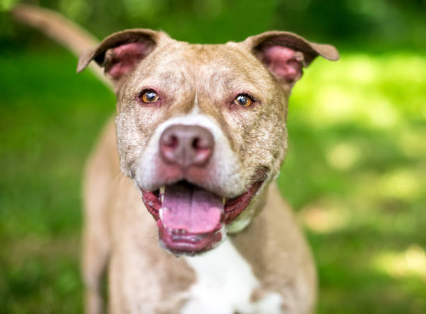 istock A senior Pit Bull Terrier mixed breed dog smiling 1391470629