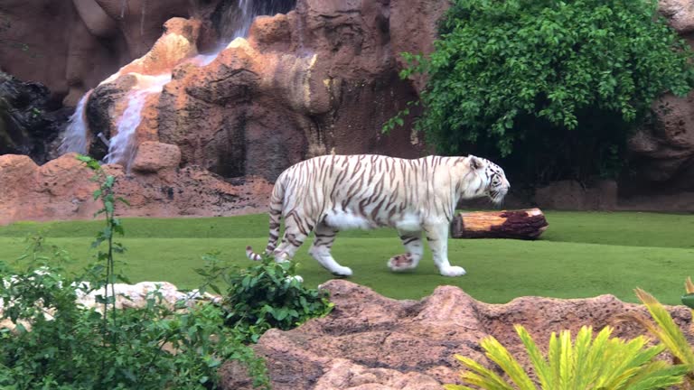 35,303 Zoo Animals Stock Videos and Royalty-Free Footage - iStock | Zoo, Zoo animals background, Animals 35,303 Zoo Animals Stock Videos and Royalty-Free Footage - iStock | Zoo, Zoo animals background, Animals