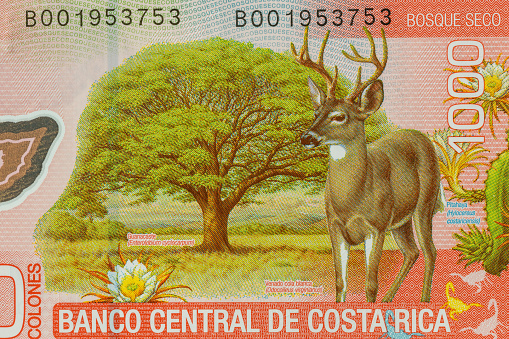 Costa Rica, 1000 colon banknote, close-up, back of money with deer