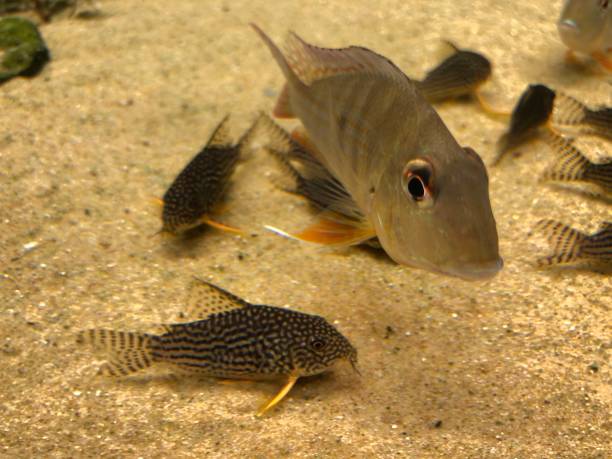 istock Aquarium fishes 1391472091