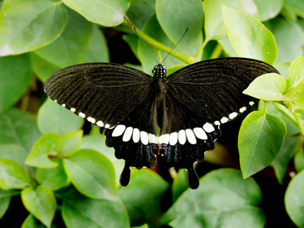 Insect-Moth. stock photo