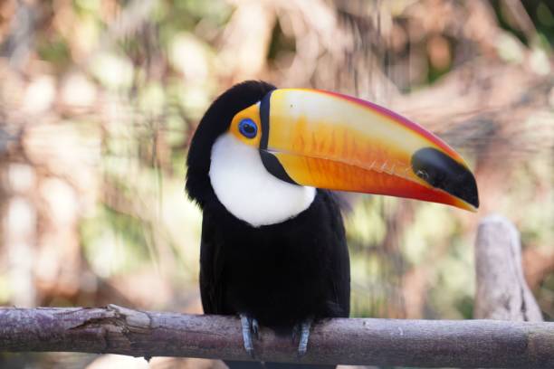 istock Toucan bird in tropical forest . 1391472256