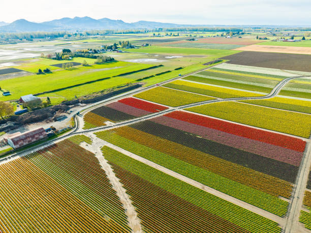 istock Aerial View of Tulip Fields 1391473341