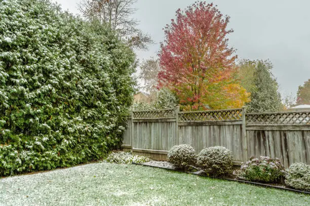 Photo of First fall snow in a fenced backyard with red and ywllow leaves
