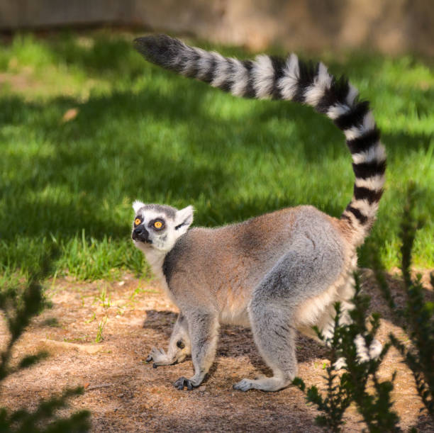 istock Cute lemur with a long beautiful tail. 1391473447