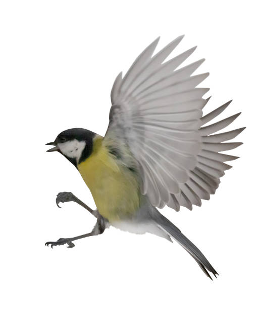 istock flight of yellow great tit isolated on white 1391473546