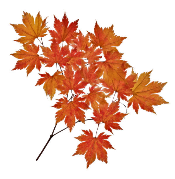 istock small maple tree branch with red leaves isolated on white 1391474243