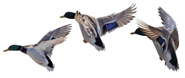 istock three flying mallard duck drakes on white 1391474304