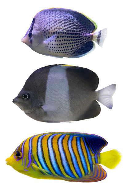 istock set of three small fishes isolated on white 1391474370