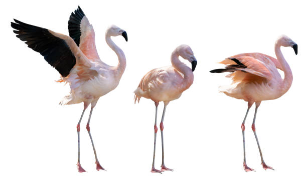 istock beautiful pink three flamingoes on white 1391474373