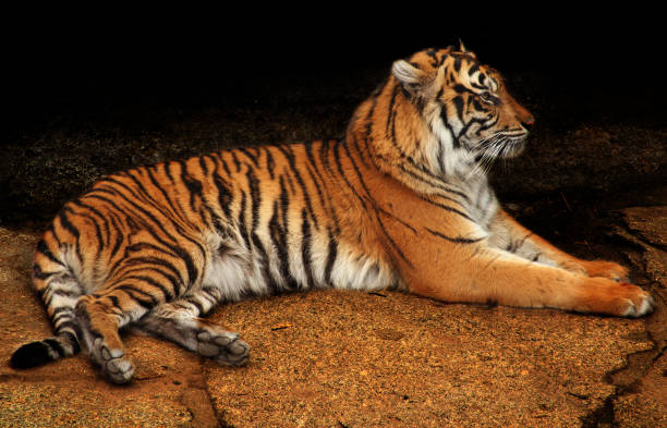 istock tiger in the zoo 1391474821