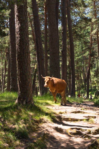 istock Brown cow, walking in the middle of a pine forest 1391475686