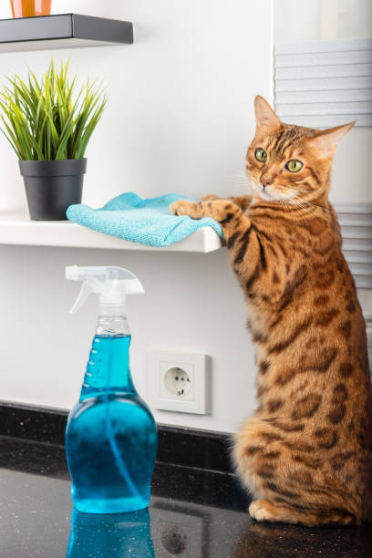istock A Bengal cat wipes dust off a bookshelf. 1391475717